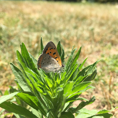 Lycaena phlaeas hypophlaeas