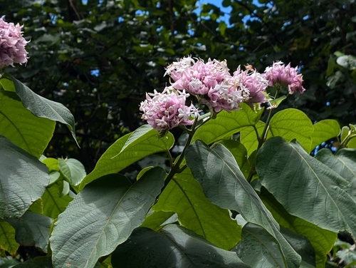 Image of Clerodendrum macrostegium by (c) Damien Wallace, some rights reserved (CC BY)