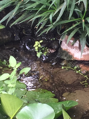 Lithobates berlandieri