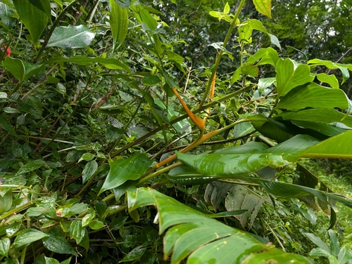 Heliconia latispatha