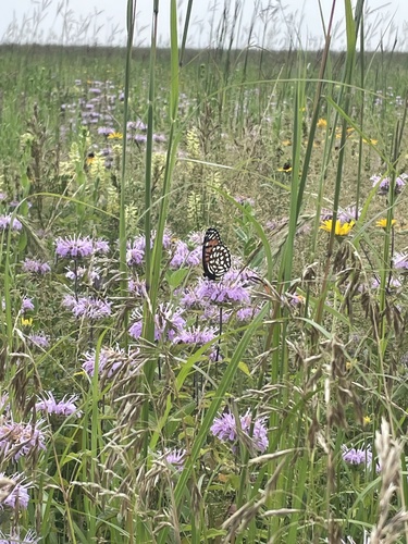 Western Regal Fritillary