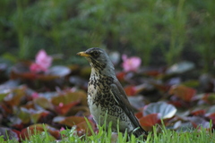 Turdus pilaris