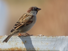 Passer domesticus