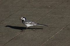 Motacilla alba