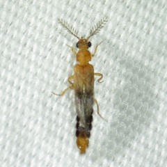 Distremocephalus opaculus