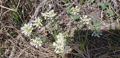 Noccaea fendleri