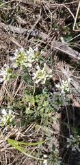 Noccaea fendleri