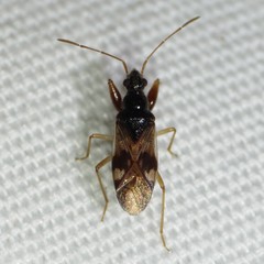 Pseudopamera nitidula