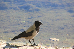 Corvus cornix