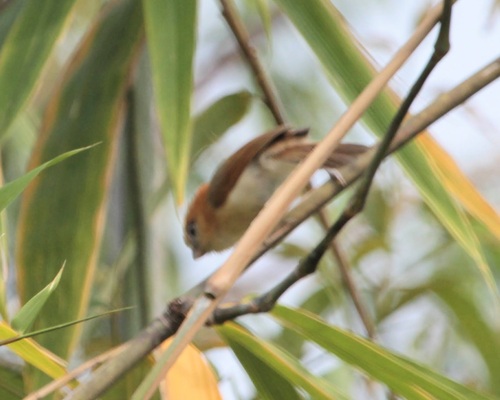 Pale-billed Parrotbill (Suthora atrosuperciliaris), photo 5