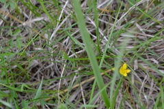 Hypoxis hirsuta