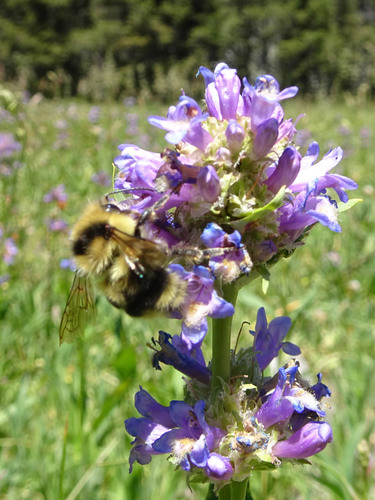 iNaturalist observation photo of Black-tailed Bumble Bee