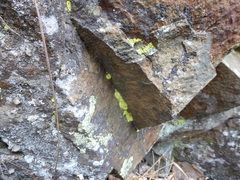 Fungi