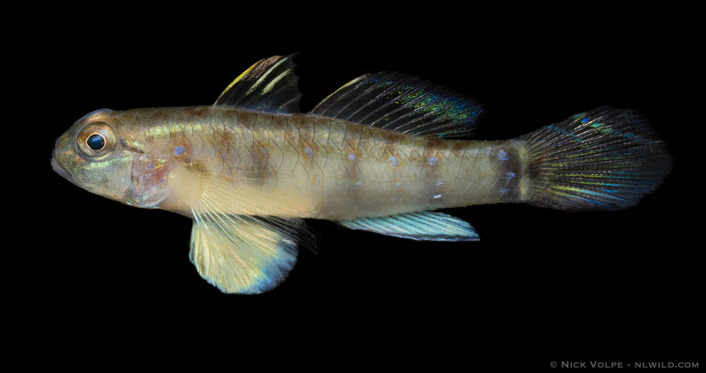 Bluemarked Drombus