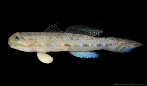 Amoya gracilis