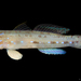 Bluespotted Mangrove Goby - Photo (c) Nick Volpe, some rights reserved (CC BY-NC), uploaded by Nick Volpe