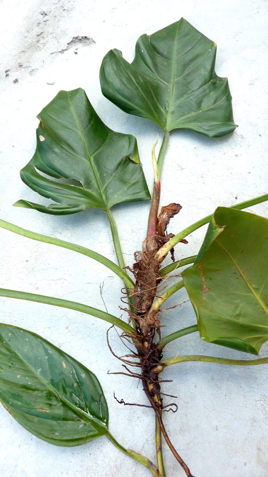shortstem philodendron (Philodendron fragrantissimum)  iNaturalist