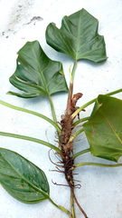 Philodendron fragrantissimum