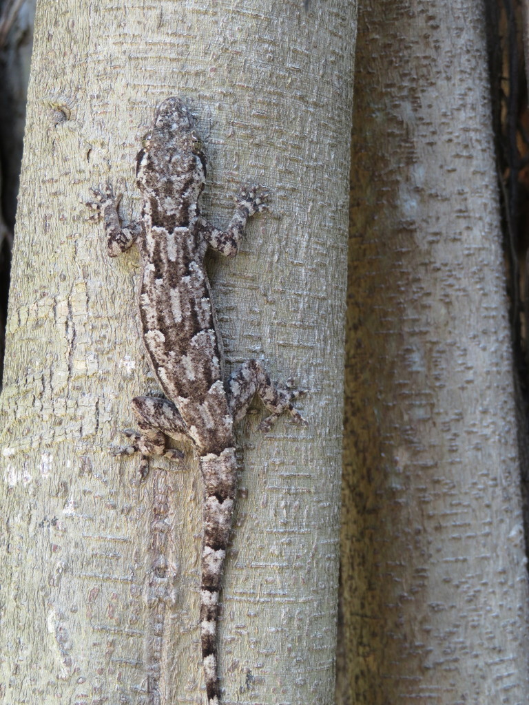 Flathead Leaf-toed Gecko