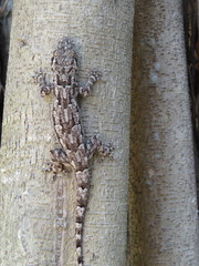 Hemidactylus platycephalus