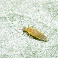 Caeciliusidae