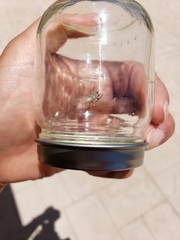 Habronattus klauseri