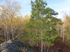 Pinus sylvestris
