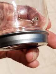 Habronattus klauseri