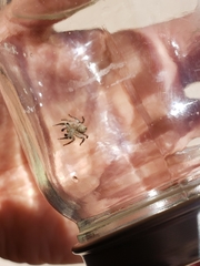 Habronattus klauseri