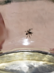 Habronattus klauseri