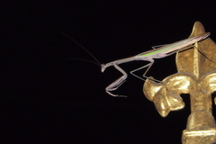 Tenodera aridifolia