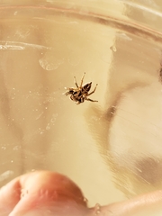 Habronattus klauseri