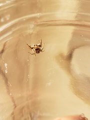 Habronattus klauseri