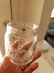 Habronattus klauseri