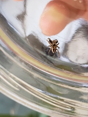 Habronattus klauseri