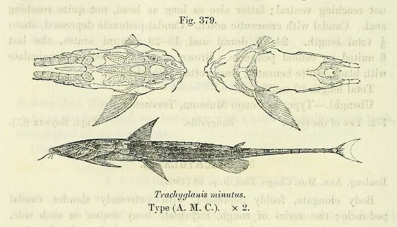 Trachyglanis