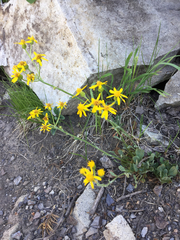 Packera werneriifolia