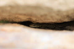 Podarcis muralis