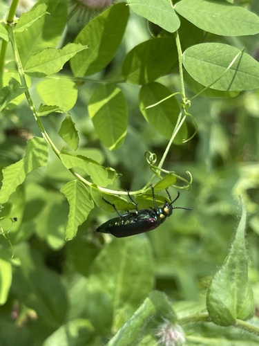 Nuttall's blister beetle photo 3