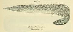 Spiny Eel photo 2