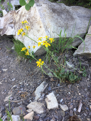 Packera werneriifolia