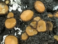 Scutellinia erinaceus