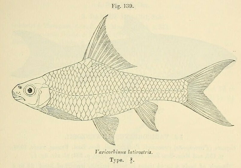 Labeobarbus boulengeri