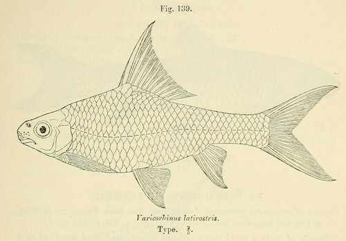 Varicorhinus latirostris