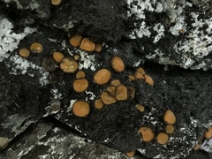 Scutellinia erinaceus