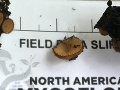 Scutellinia erinaceus