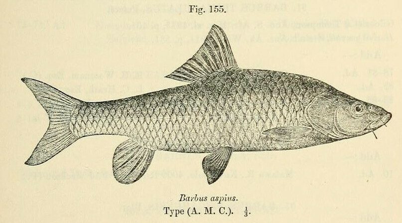 Labeobarbus aspius