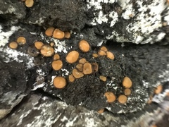 Scutellinia erinaceus