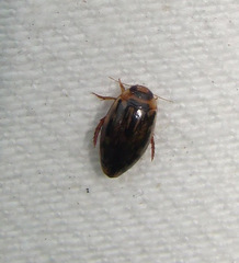Coptotomus