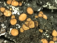 Scutellinia erinaceus